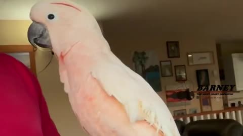 Barney the west cockatoo