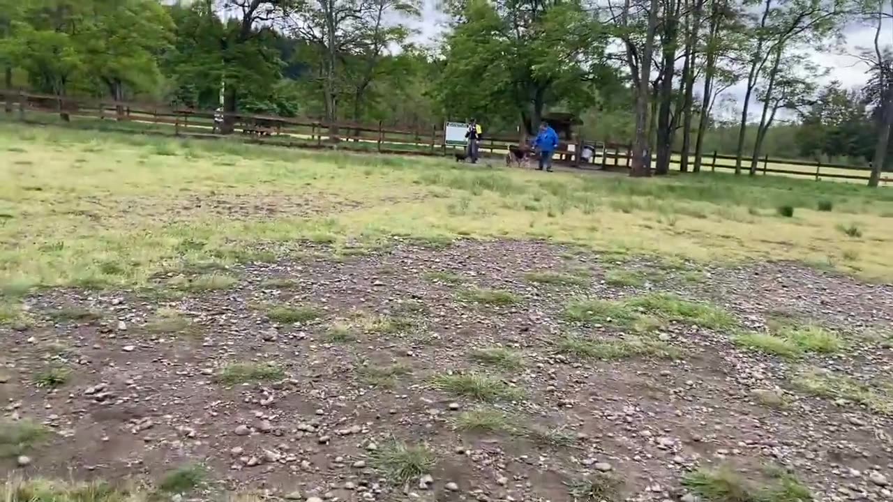 German Shepherd Attacks Pitbull