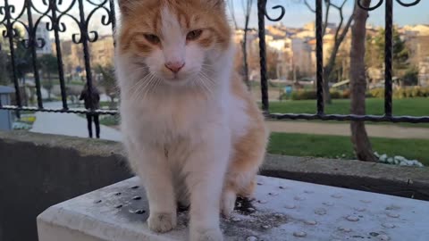 Wonderfully furry and incredibly cute homeless cat