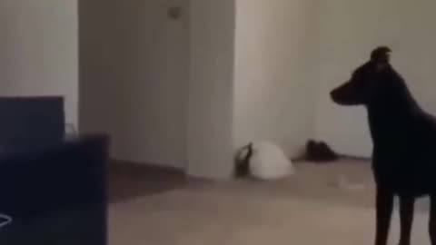 Funny dog and person video