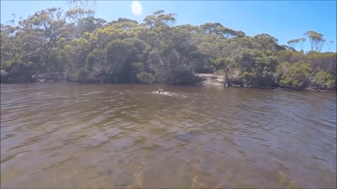 Koala SWIMS the Harriet River on Kangaroo Island