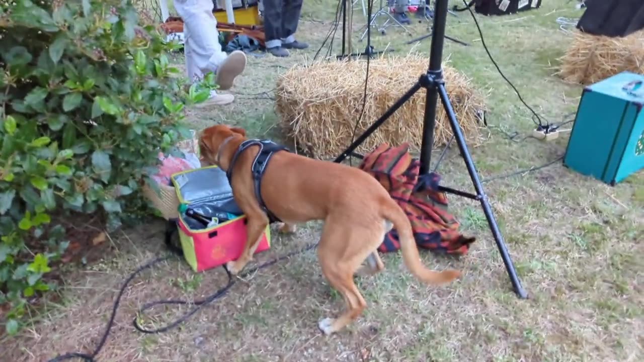 2023-06-30 (4) - bal - Twitch Decheterie