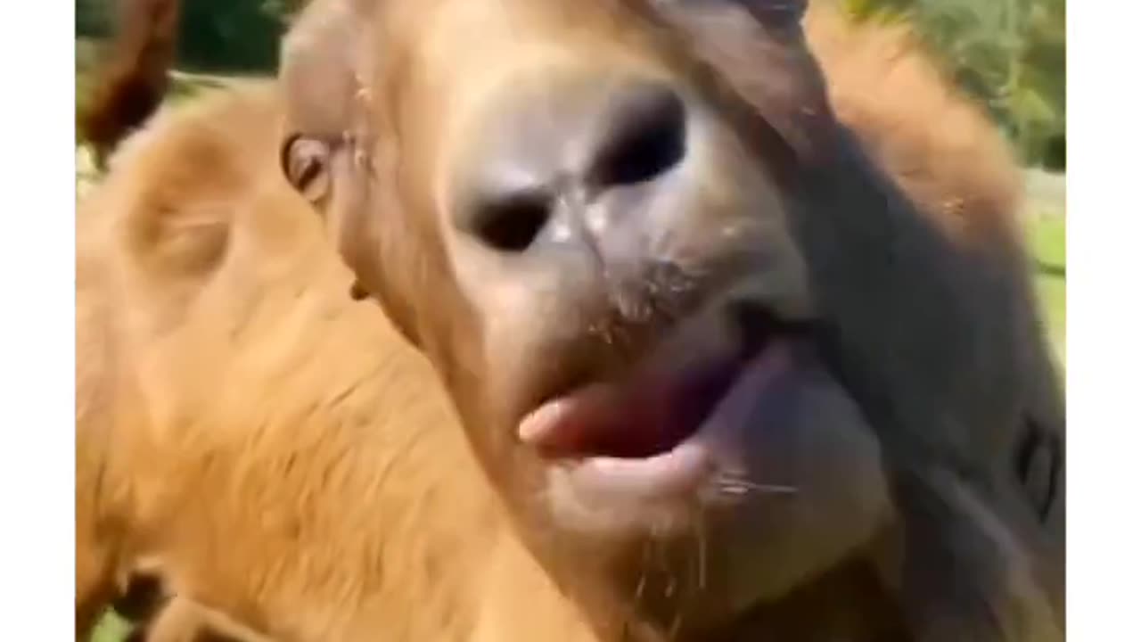 The goat 🦙 messi, ronaldo 🤣🤣
