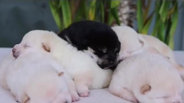 Cute 🥰 puppy 🐶