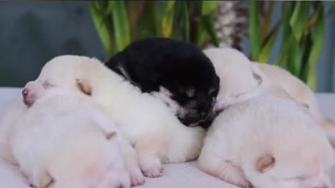 Cute 🥰 puppy 🐶