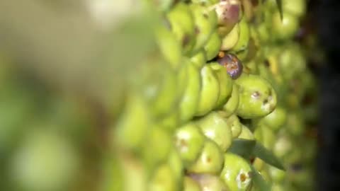 Farming and processing olive in a farm