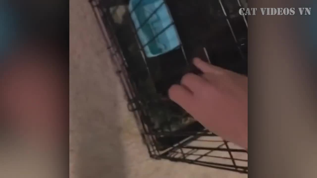 Best Animal Videos 2022 | Funny Cats and Dogs | Cats Funny Videos