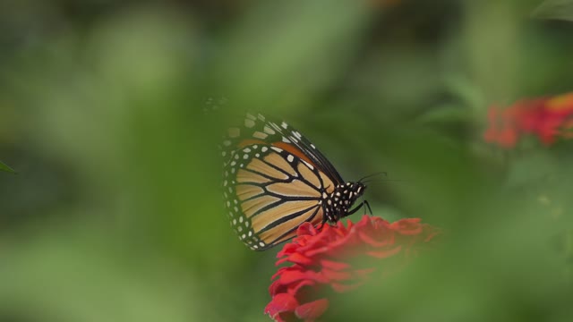 Butterfly on Red Rose