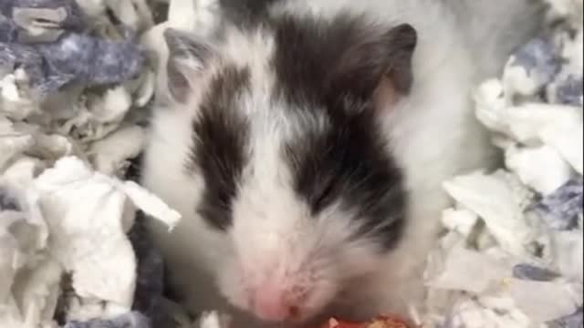 Little hamsters eat strawberries