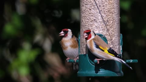 Beautiful Goldfinches Birds