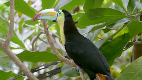 "A Lonely Toucan: The Majesty of Nature in Solitude