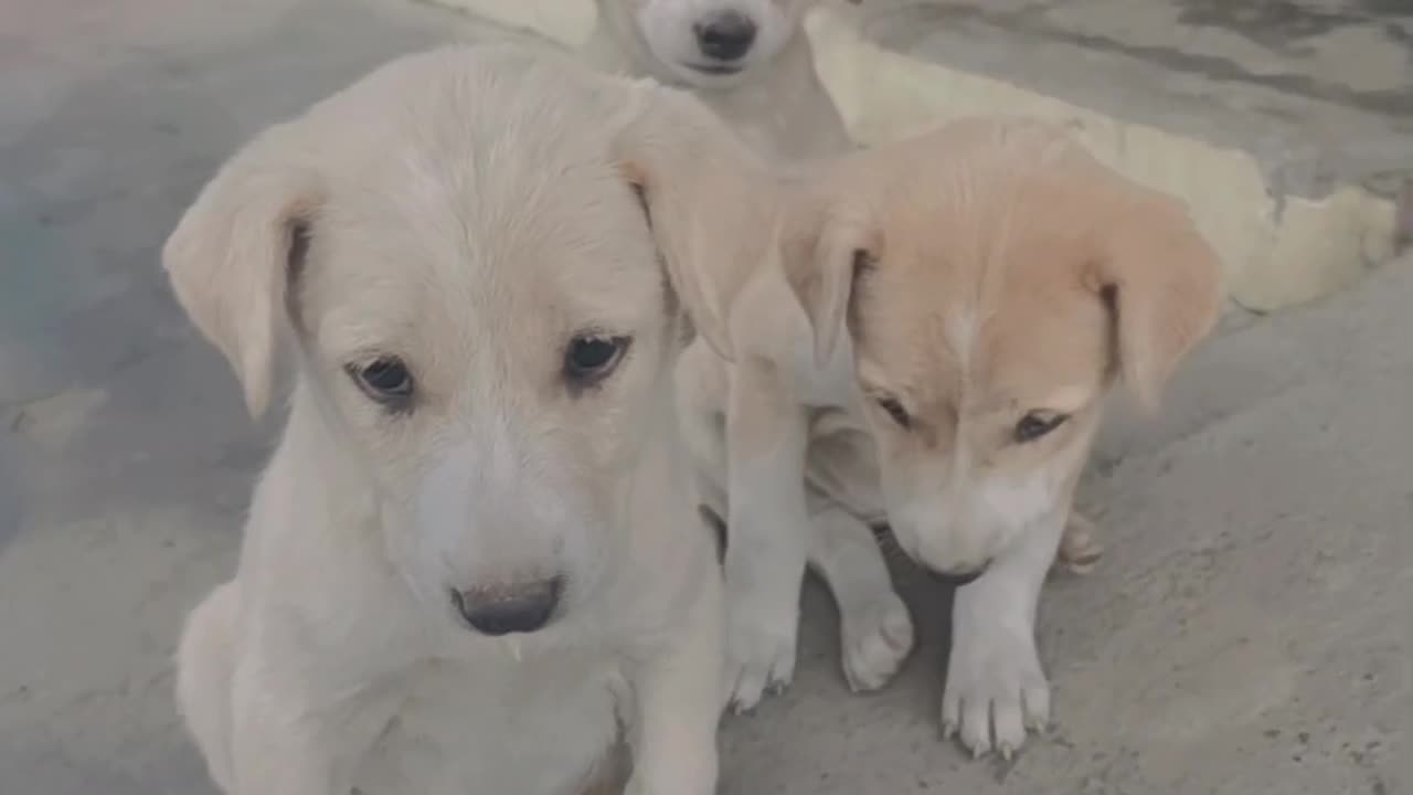 Cute puppy's playing