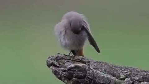 Beautiful Male Common Redstart Displays Vibrant Orange Tail in the Wild