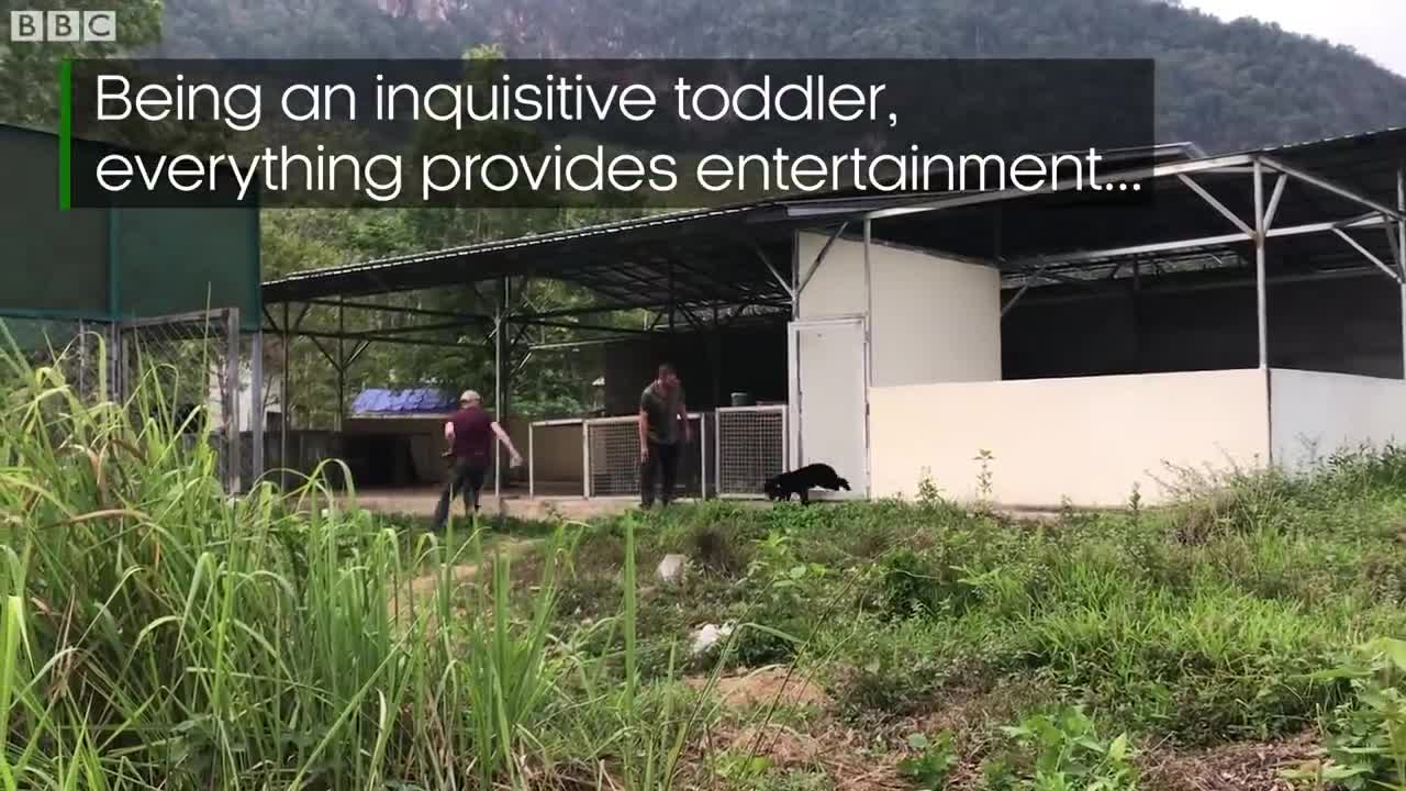 Filming Baby Sun Bears Is NOT Easy! | Bears About The House | BBC Earth
