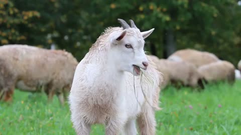 A goat 🐐🐐 eating food Grass