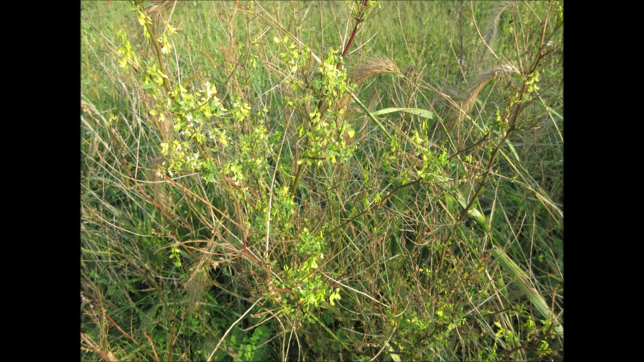 Tremendous Yellow Bloom Yellow Sweet Clover Sept 2022