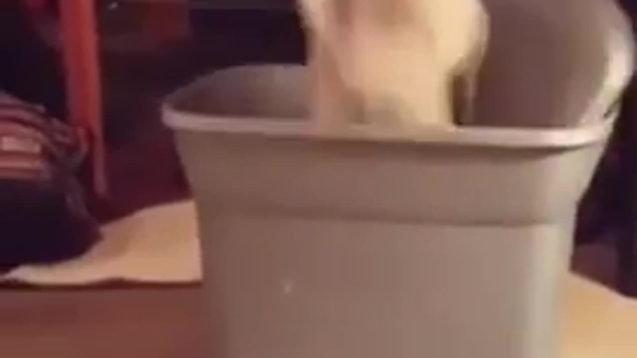 Funny animal 🤣😀😺