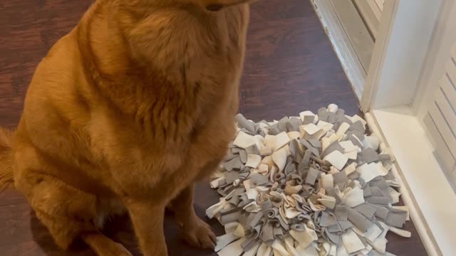 Pup Waits to Say Grace Before Meal