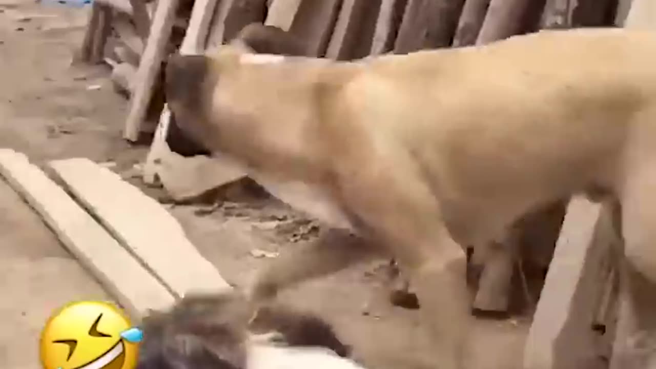 Funny animal video 🤣