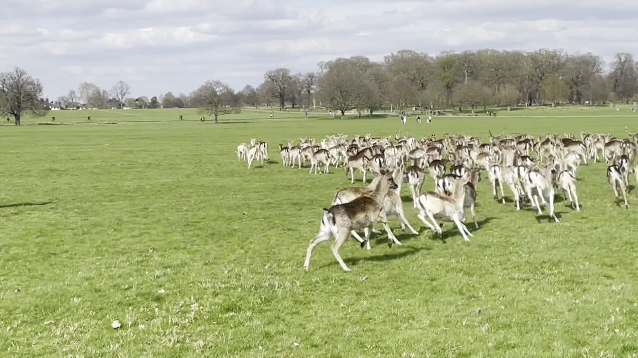 London Richmond Park 🦌