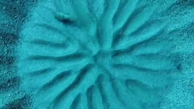 puffer fish creates a true work of art in the sand