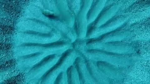 puffer fish creates a true work of art in the sand