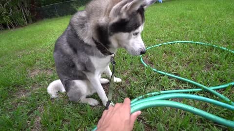 Showering My Husky Vs Drying Him..