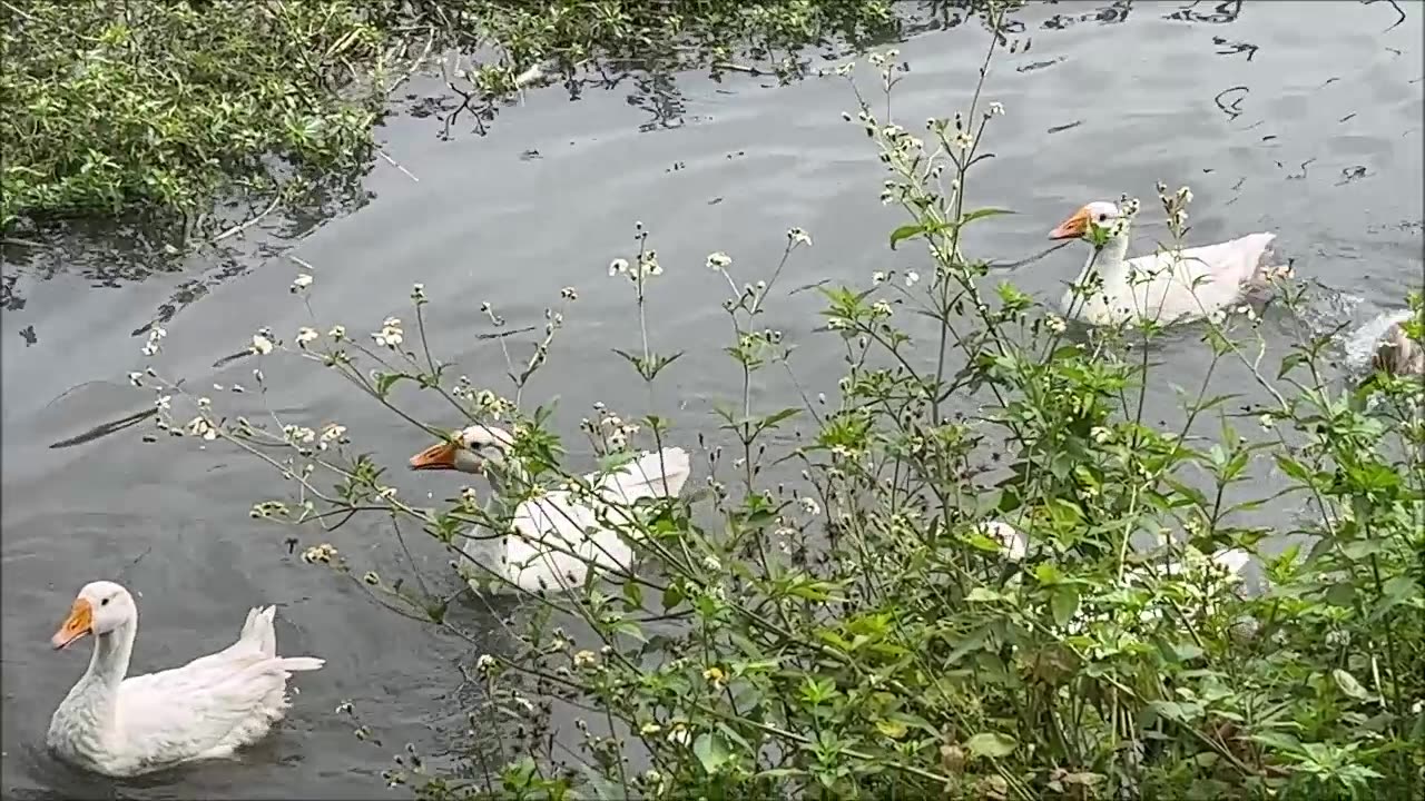 23_0531 Geese