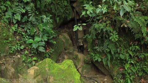 amazon forest amazing