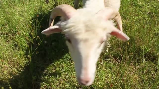 White sheep on a grass