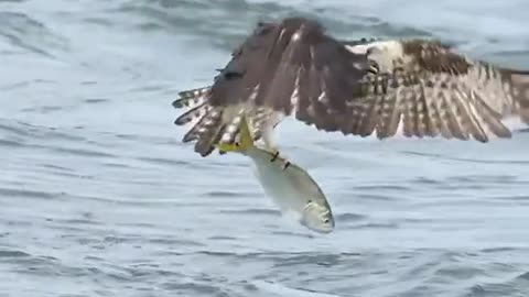 Eagle fish hunting skill