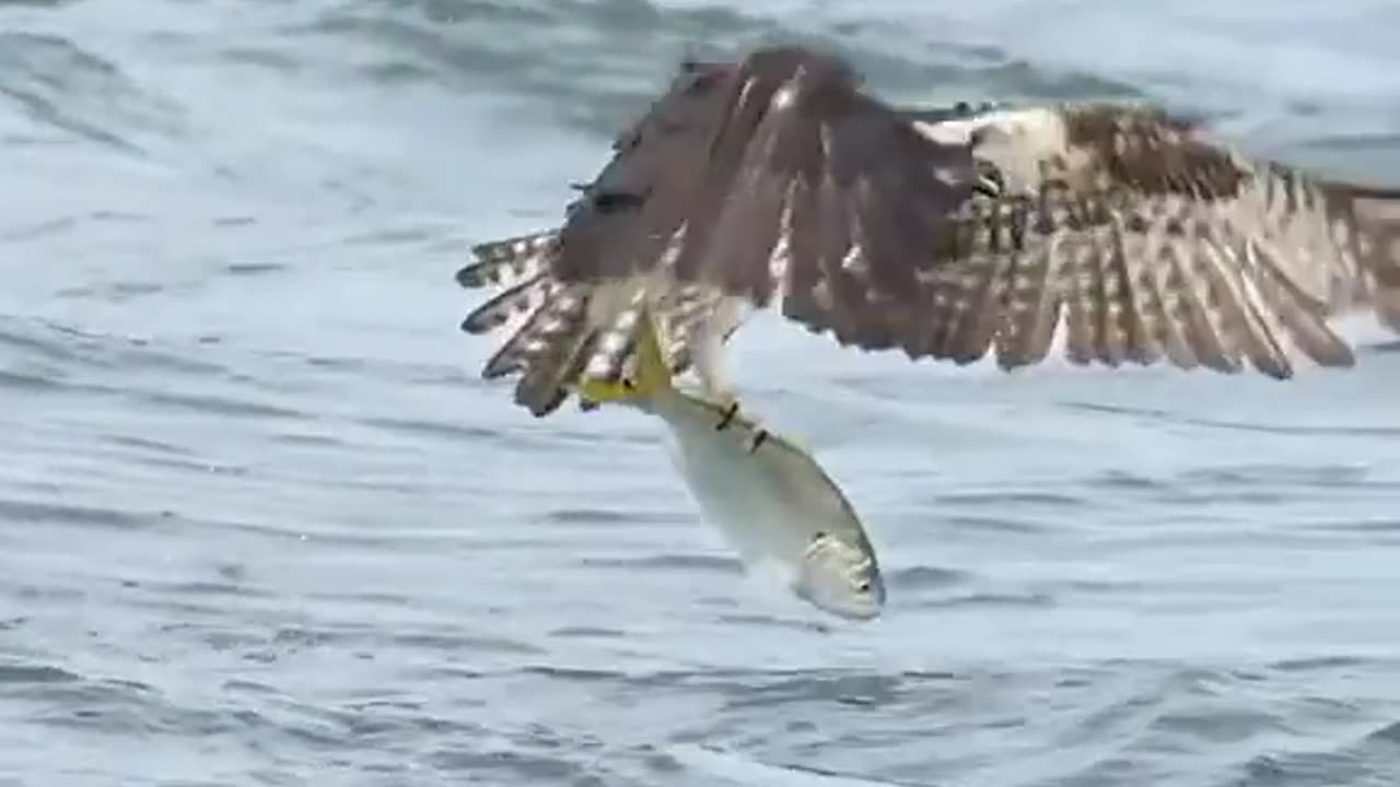 Eagle fish hunting skill