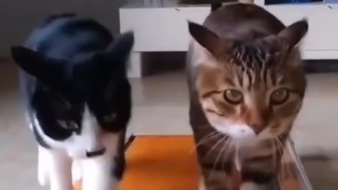 Funny video with two cats