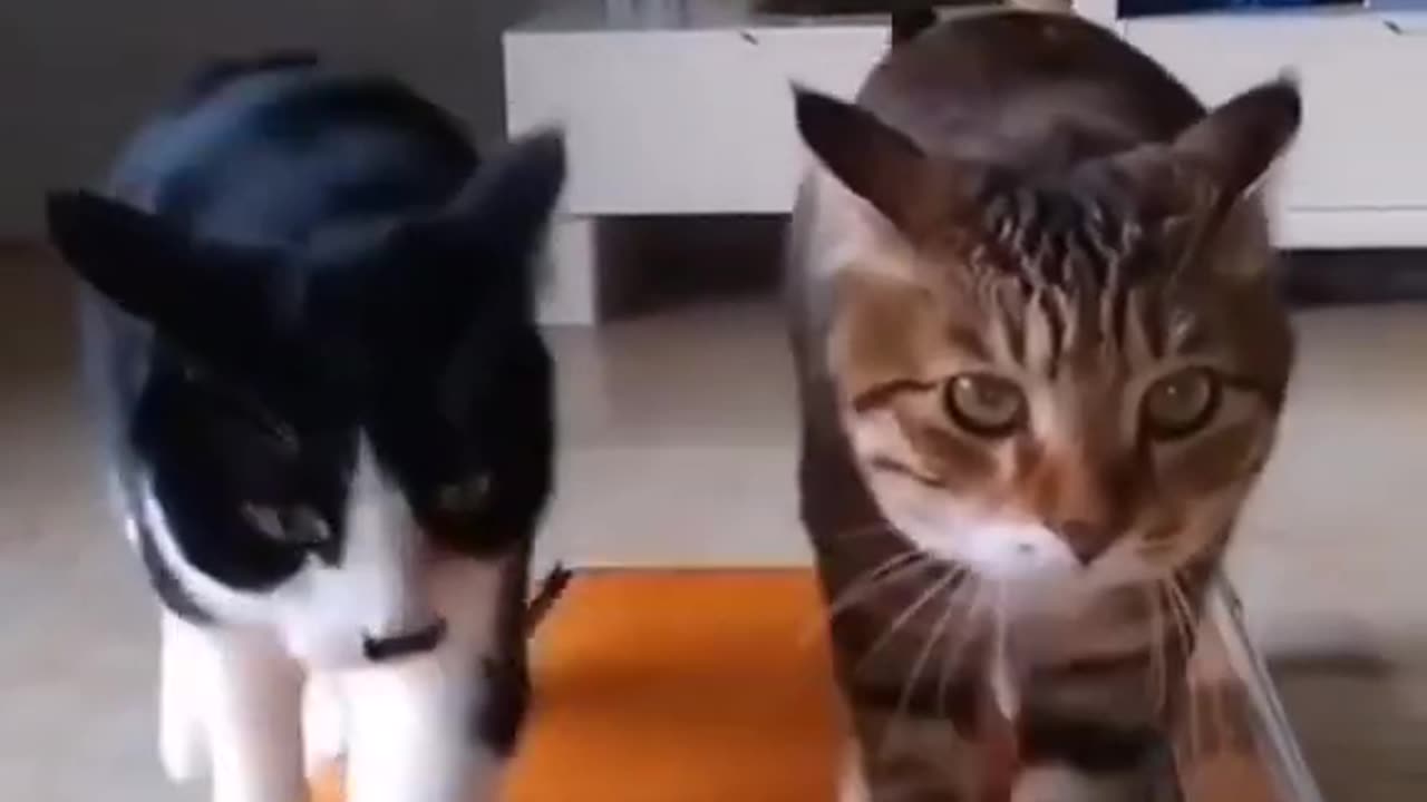 Funny video with two cats