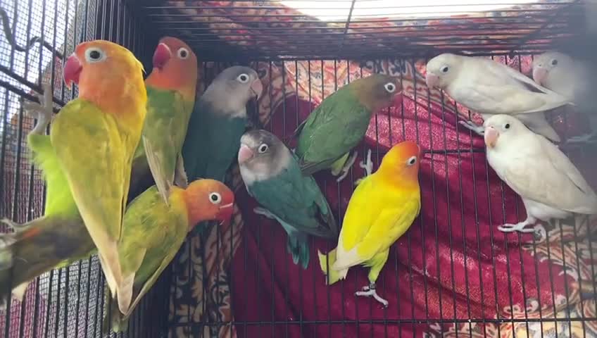 Colourfull Birds