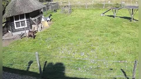 How did the rooster and the goat save the hen from the eagle's claws? | AN Productions