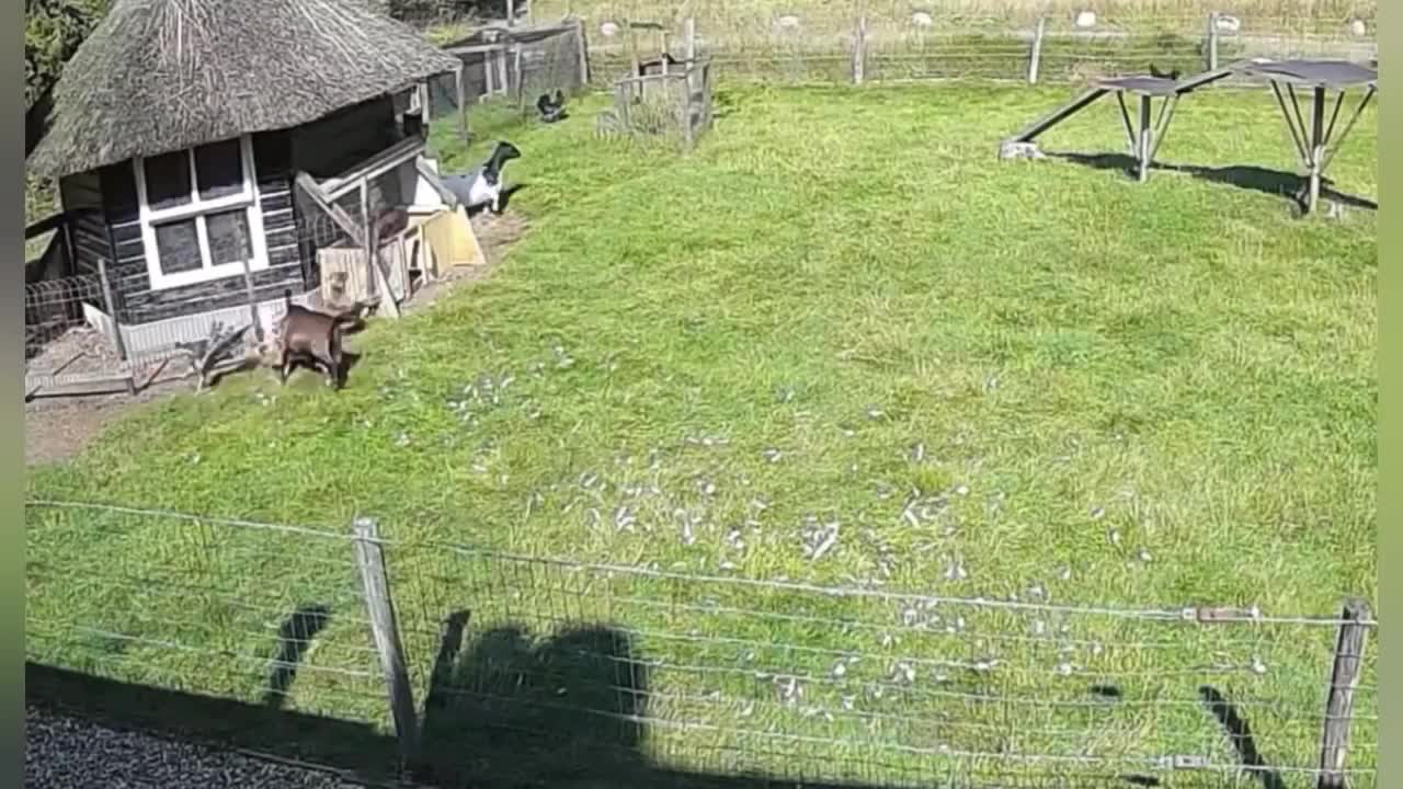 How did the rooster and the goat save the hen from the eagle's claws? | AN Productions