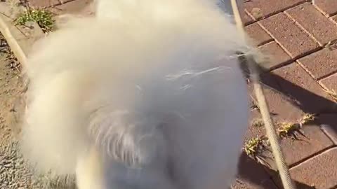 Samoyed jam