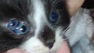 Kitten Has a Third Eye