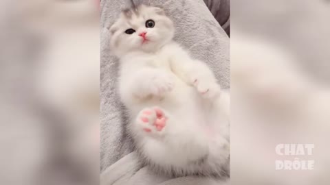 cats talking to their human