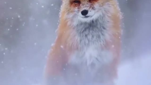 Even foxes wear eye shadow