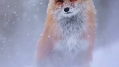 Even foxes wear eye shadow