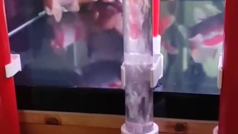 Smart trick for cleaning fishtank