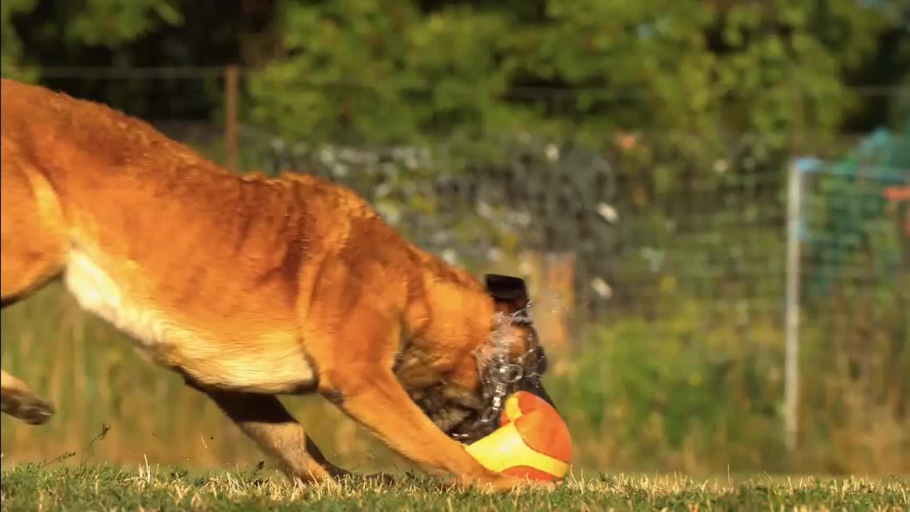 Dog is playing with water ball 🏀🏀