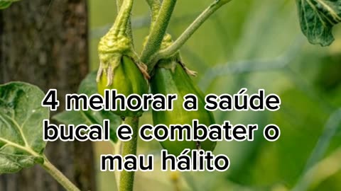 OS BENEFÍCIOS DO JILÓ