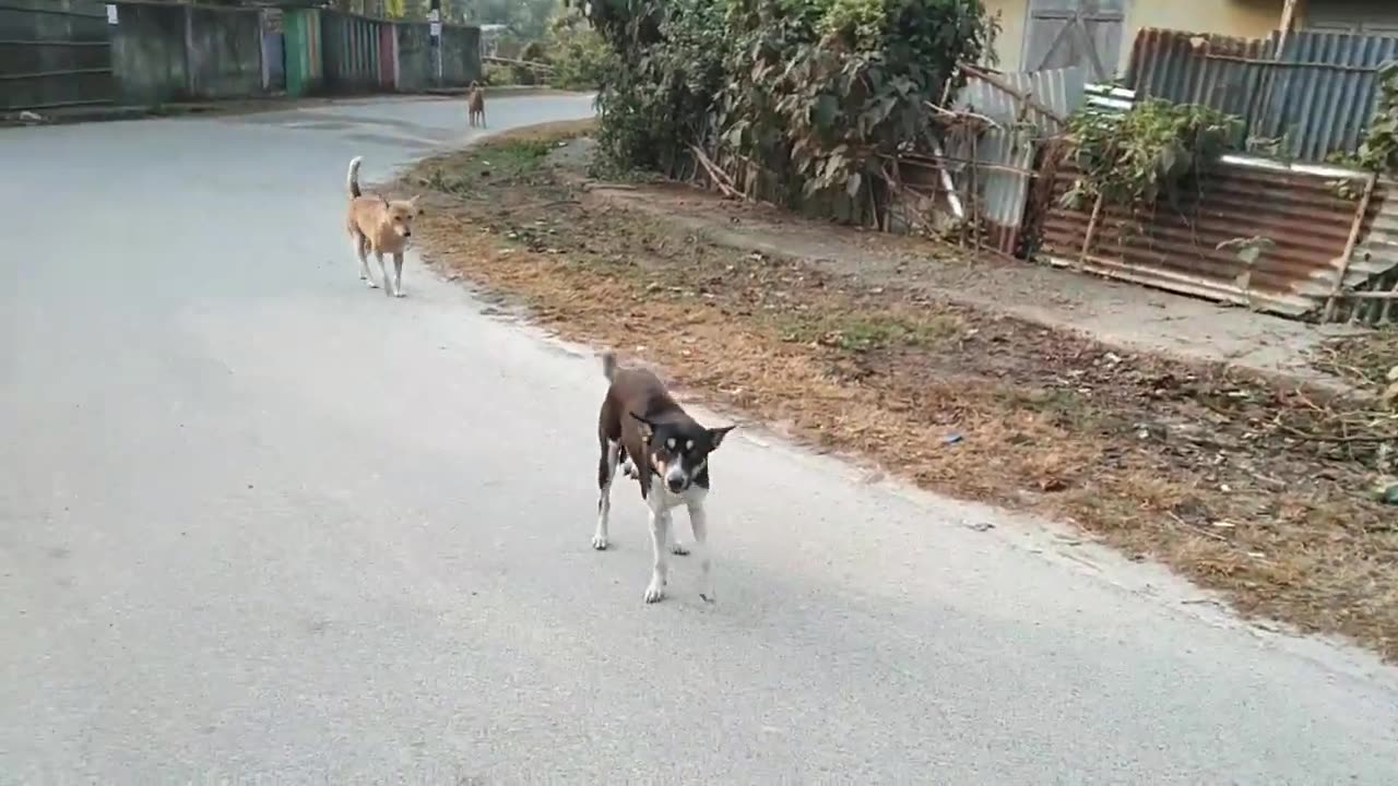 Street Dogs Reaction on Camera