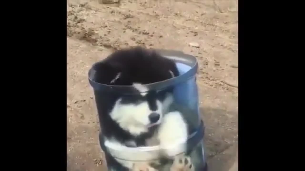 Adventures Videos Of Cute Animal