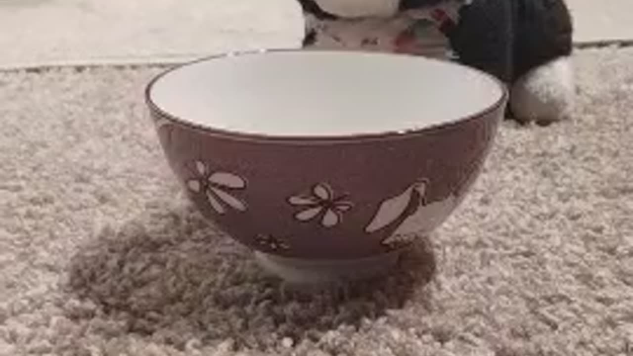 Bunny thumps over empty bowl