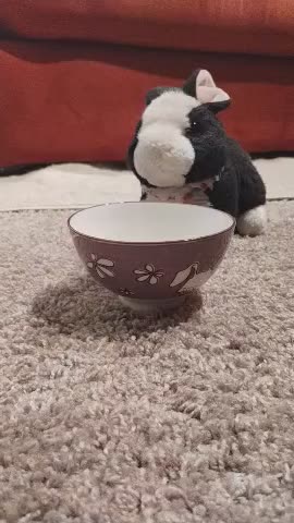 Bunny thumps over empty bowl