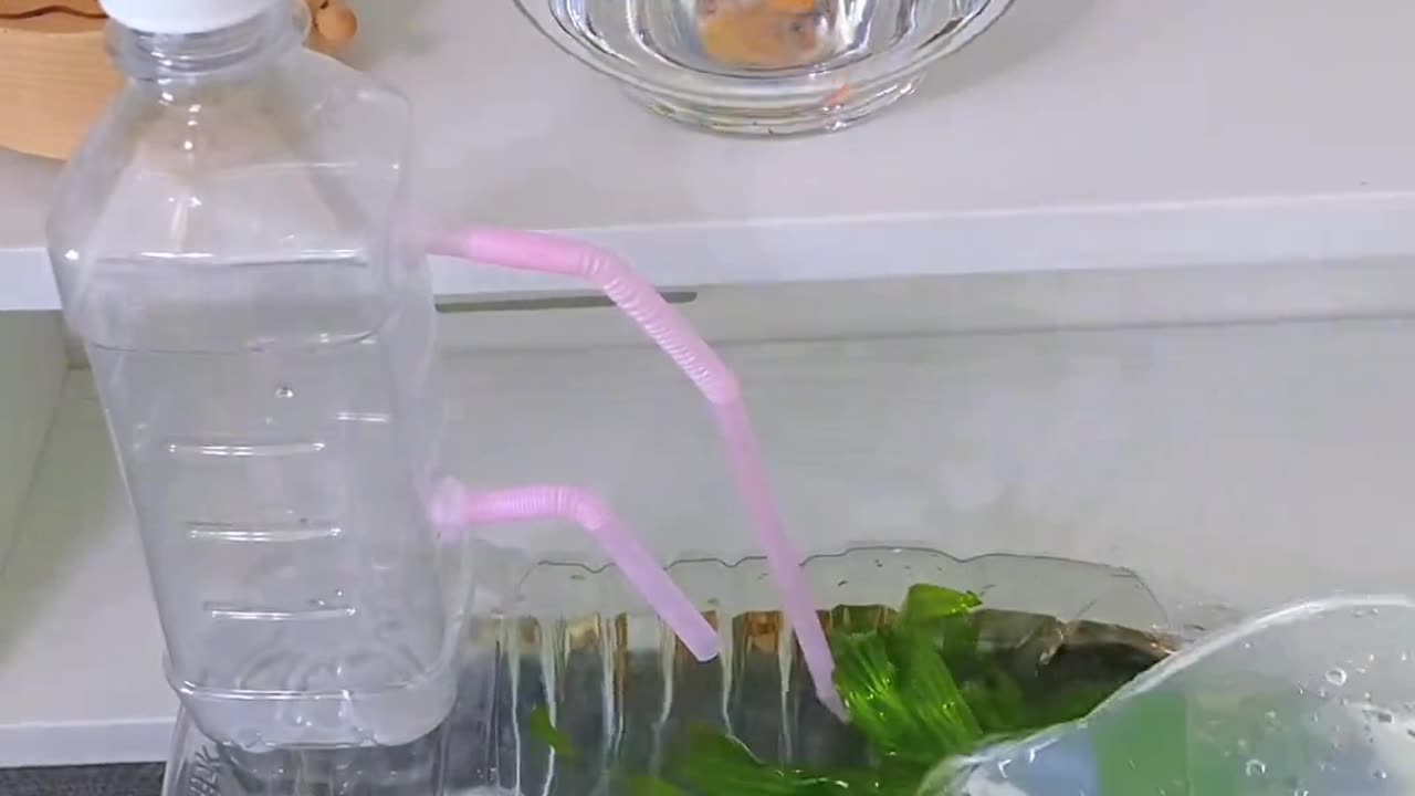 DIY: Stunning Fish Aquarium from Disposable Bottles